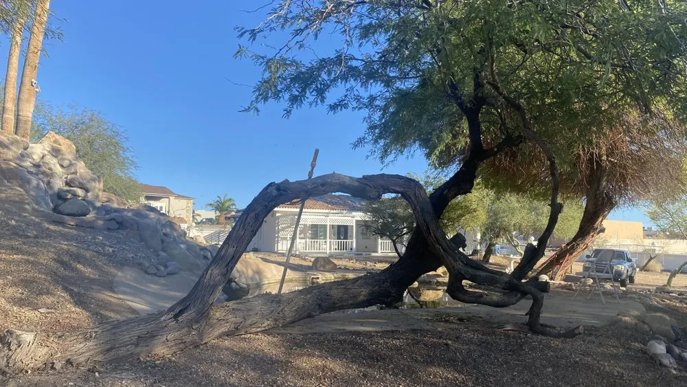 Affordable lawn care service in Lake Havasu City, AZ - Buena Vista Landscaping