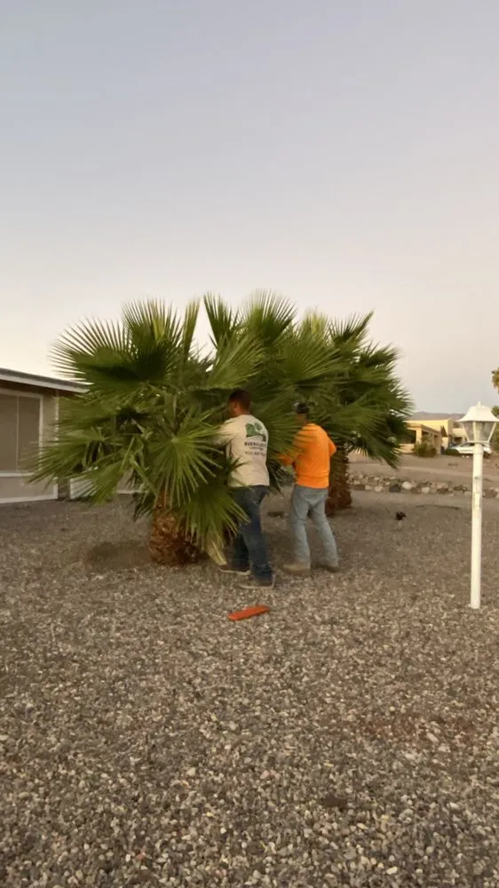 Trusted landscaping services in Lake Havasu City, AZ - Buena Vista Landscaping