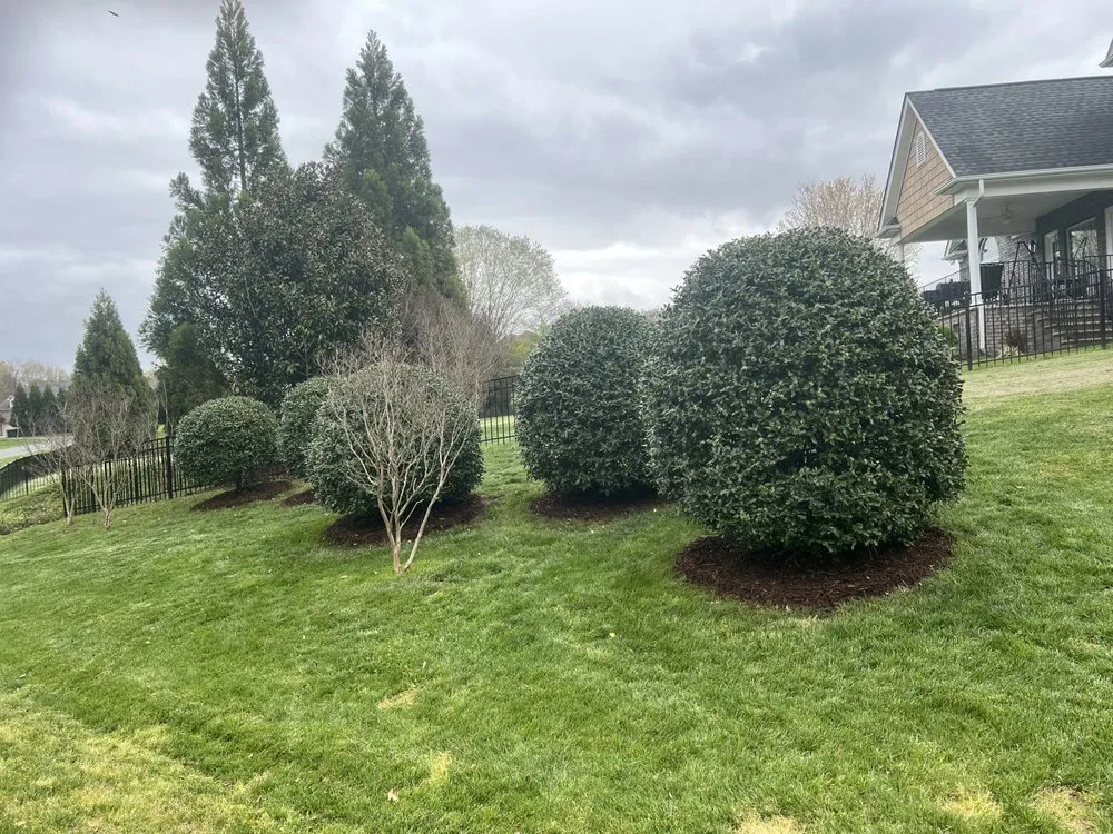 Expert yard maintenance experts serving Charlotte, NC - Buendia Landscape