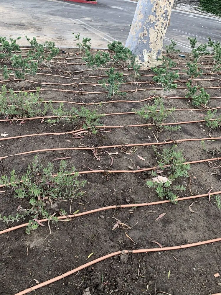 Local lawn care service for beautiful yards across Georgetown, TX - Bueno Landscape