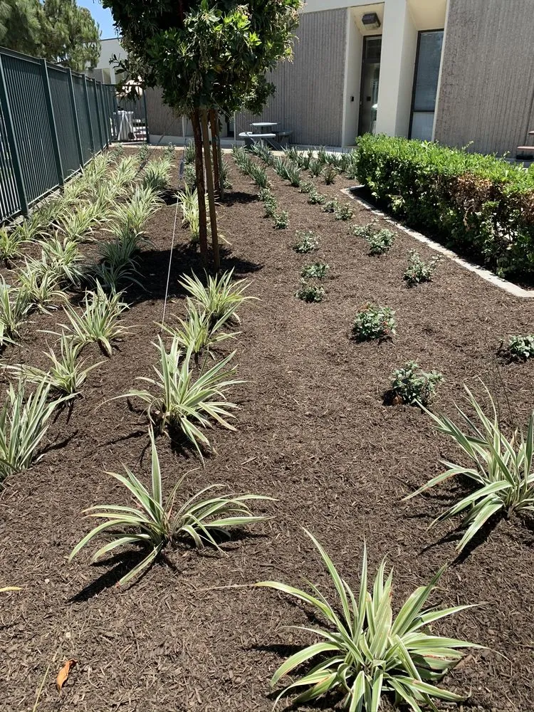 Affordable landscaping services for residential properties in Georgetown, TX by Bueno Landscape