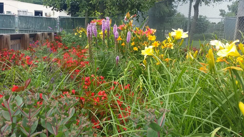 Custom landscape design experts serving Patchogue, NY - Bueno Landscaping