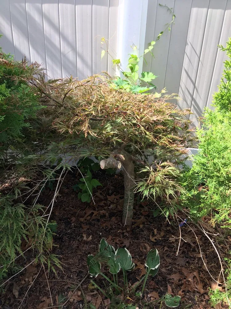 Expert lawn care service in Patchogue, NY - Bueno Landscaping