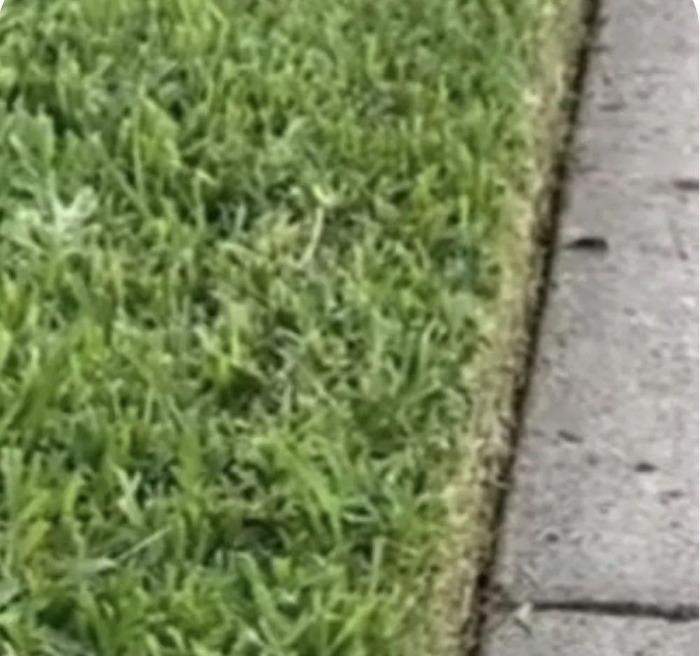 Top-rated outdoor landscaping experts serving Wilmington, NC - Buer Brothers Lawn Care