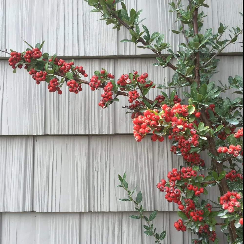 Custom landscape design in Buffalo, NY - Buffalo Horticulture