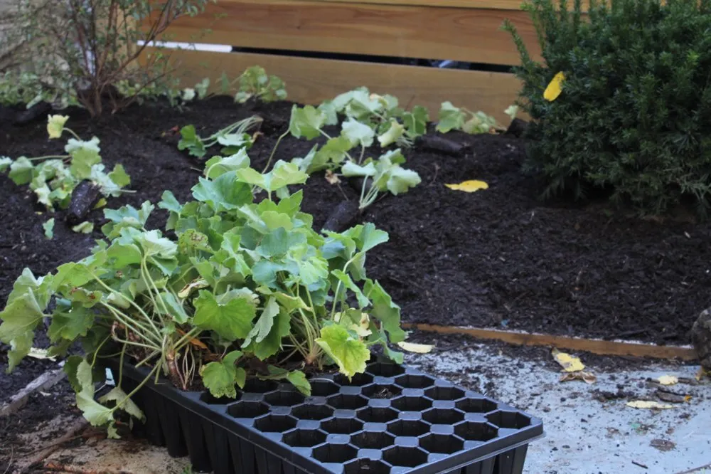 Trusted lawn mowing service in Buffalo, NY - Buffalo Horticulture