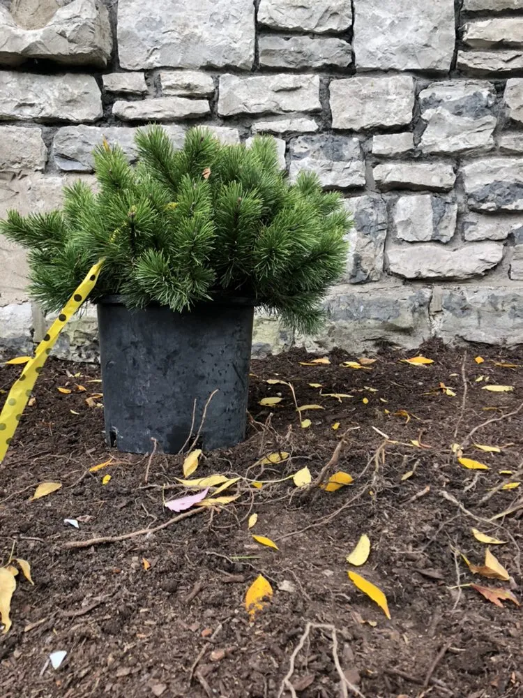 Expert landscape installation experts serving Buffalo, NY - Buffalo Horticulture