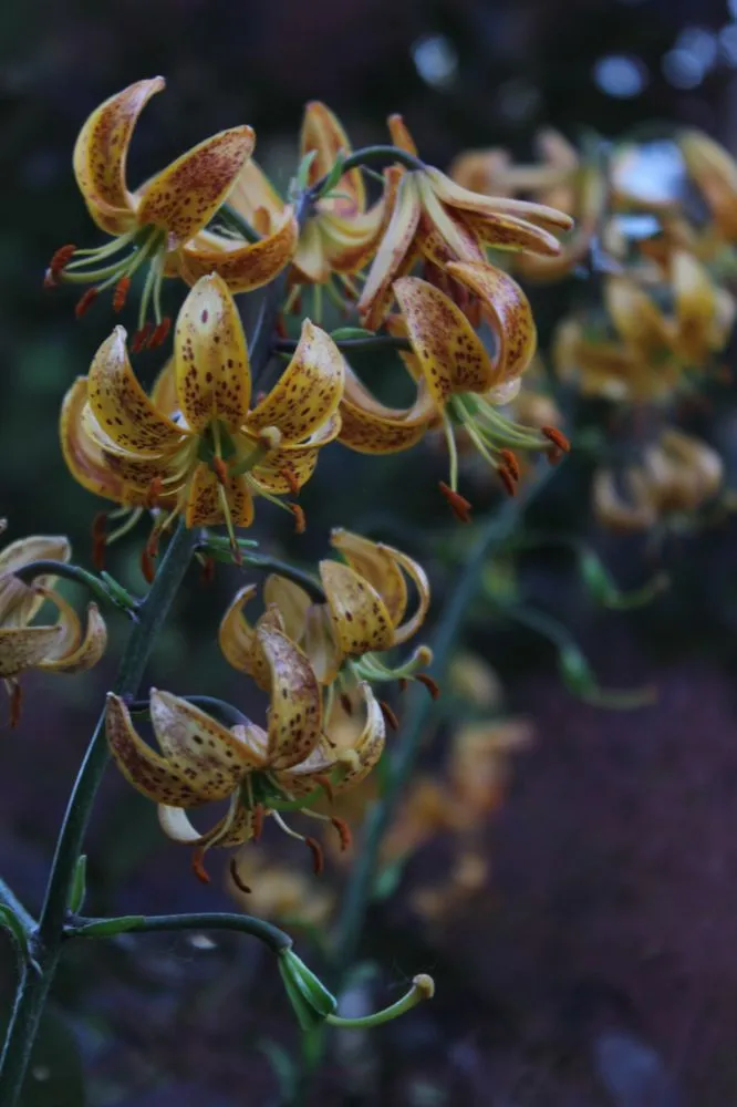 Reliable yard maintenance in Buffalo, NY - Buffalo Horticulture