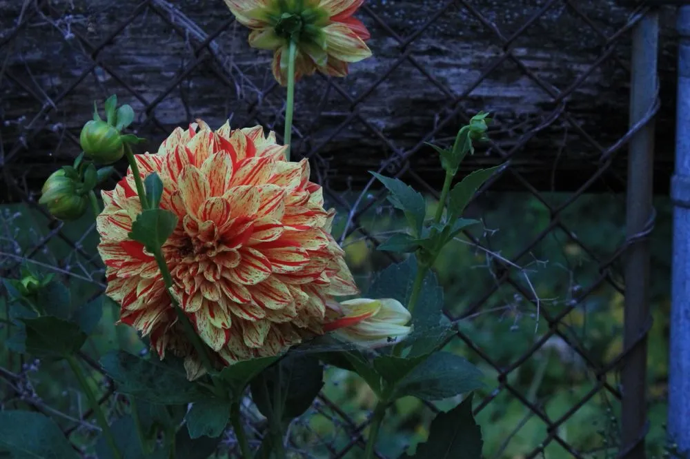 Top-rated landscape design with custom design across Buffalo, NY - Buffalo Horticulture