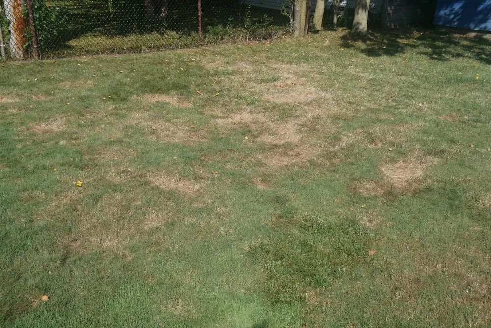 Top-rated outdoor landscaping near you in Buffalo, NY by Buffalo Lawn & Pest Services