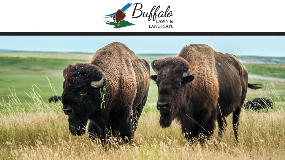 Local outdoor landscaping for homes in Buffalo, NY by Buffalo Lawn & Pest Services