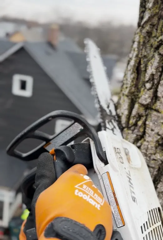 Reliable landscape design in Buffalo, NY - Buffalo Tree Soldiers