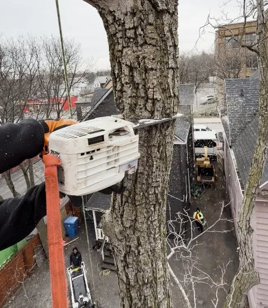 Custom landscaping services for year-round maintenance across Buffalo, NY - Buffalo Tree Soldiers