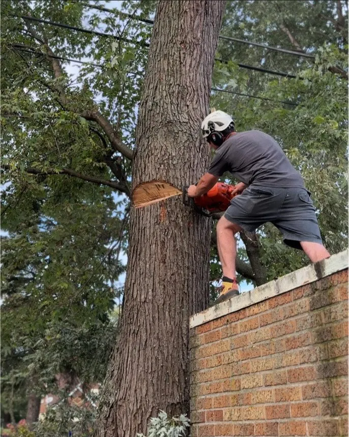 Trusted residential landscaping for residential properties across Buffalo, NY - Buffalo Tree Soldiers