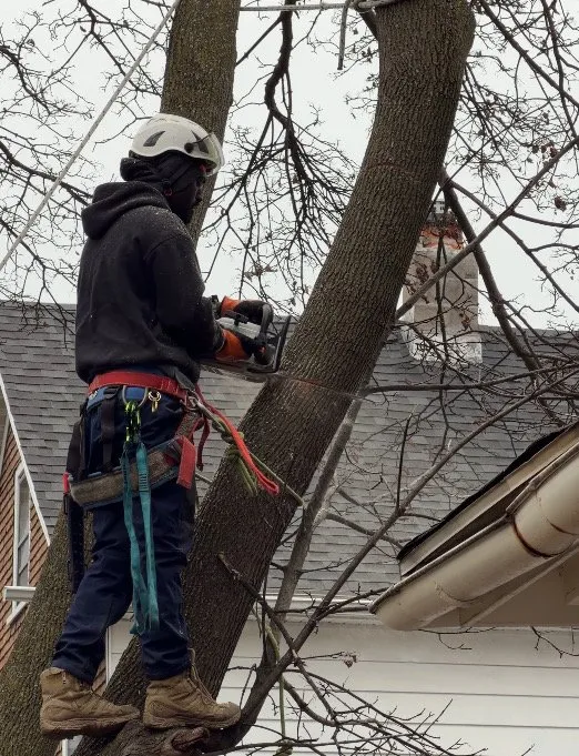 Affordable landscape design for residential properties in Buffalo, NY by Buffalo Tree Soldiers