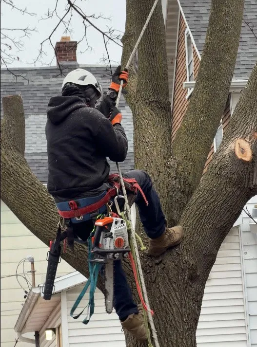 Expert outdoor landscaping with custom design across Buffalo, NY - Buffalo Tree Soldiers