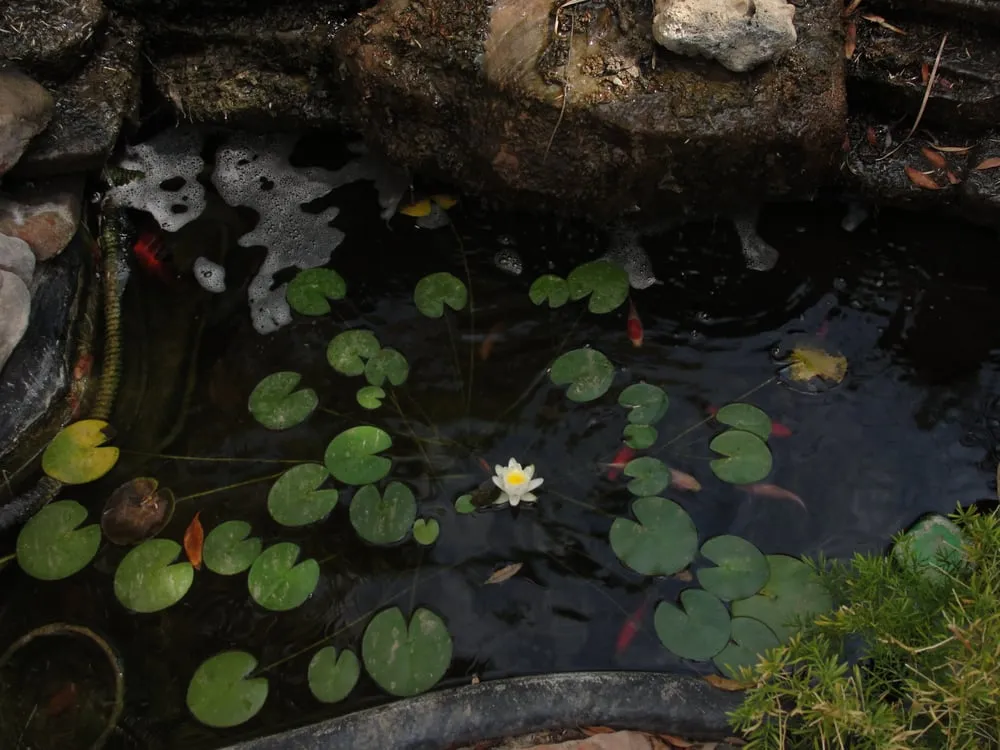 Reliable landscape installation in Lake Havasu City, AZ by Buffano Landscaping