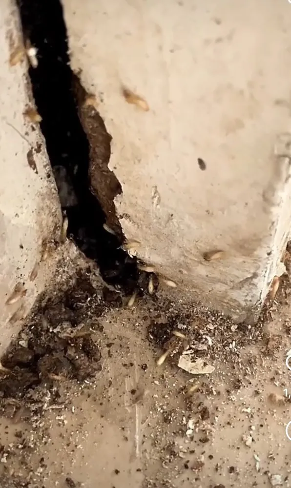 Top-rated landscaping services with custom design across Cape Saint Claire, MD - Bug Busters