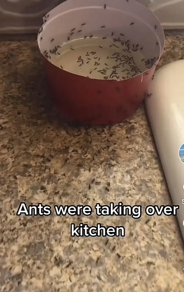 Trusted garden landscaping in Cape Saint Claire, MD - Bug Busters