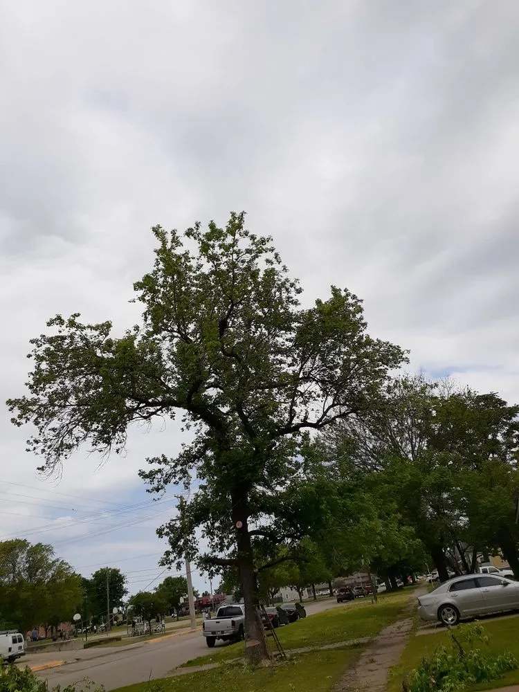 Affordable landscape installation for residential properties in Bartlesville, OK by Bugs Landscaping And Lawncare