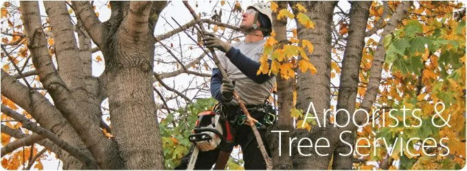 Custom lawn care service in Amarillo, TX - Bugs On Me Tree Service