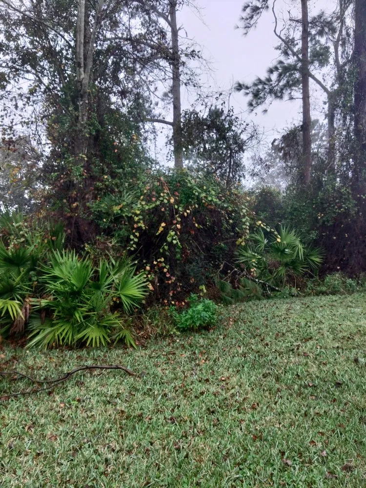 Top-rated yard cleanup service for outdoor upgrades across St Augustine, FL - Bug's Tree Trimming & Land Clearing
