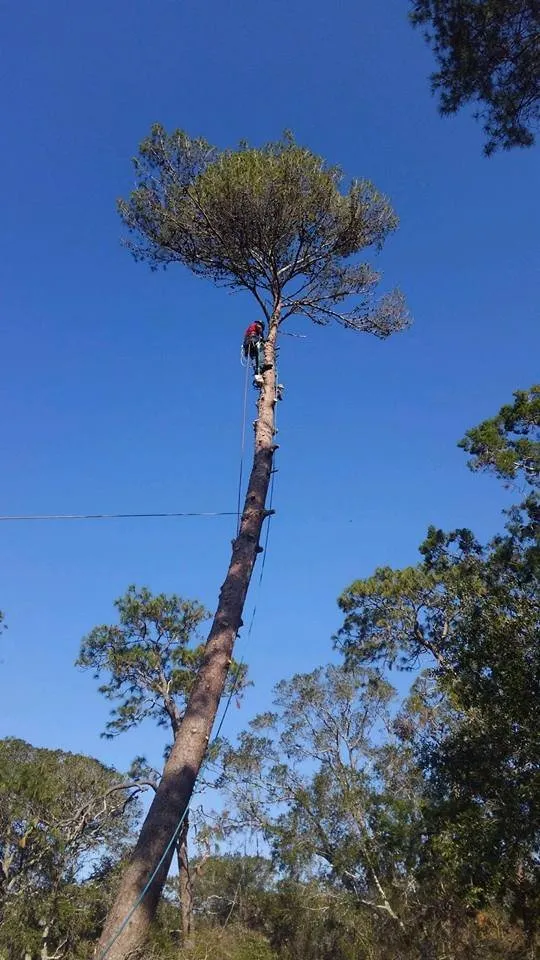 Affordable landscaping services for beautiful yards across St Augustine, FL - Bug's Tree Trimming & Land Clearing