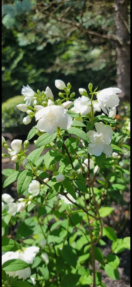 Affordable outdoor landscaping for homes across Saint Charles, MD - Buho