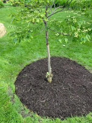 Buhrs Lawn Specialist and More Logo