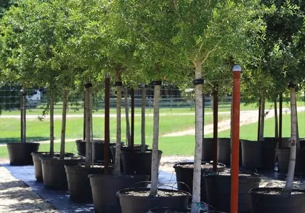 Custom lawn care service with custom design across Midland, MI - Build-A-Brick Stone Hardscape