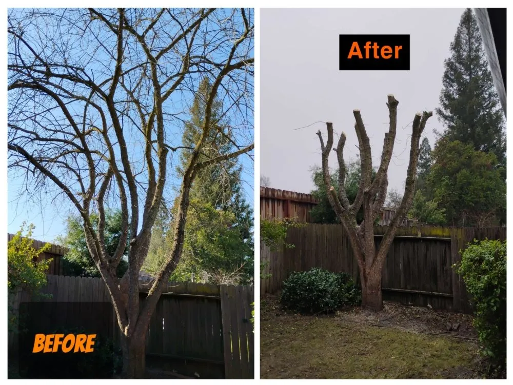 Expert yard cleanup service in Citrus Heights, CA - Bula Landscaping