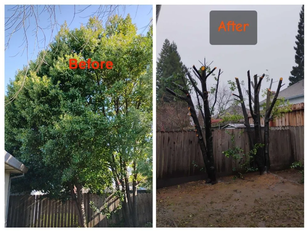 Trusted landscaping services in Citrus Heights, CA - Bula Landscaping