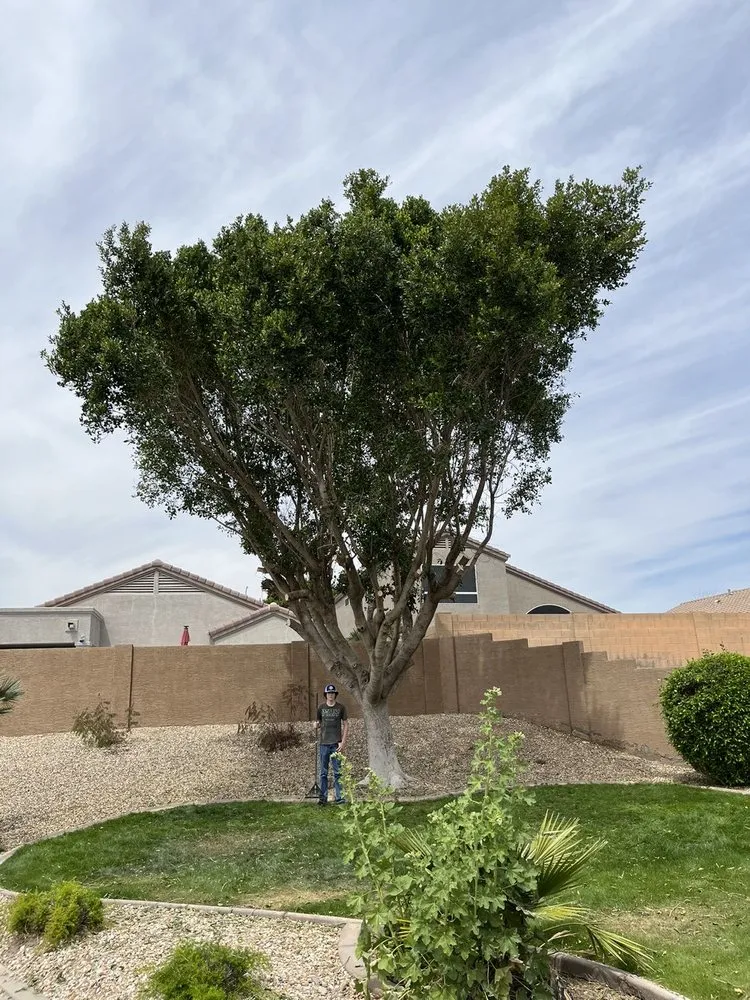 Affordable outdoor landscaping for year-round maintenance in Gilbert, AZ by Bull Hand Construction