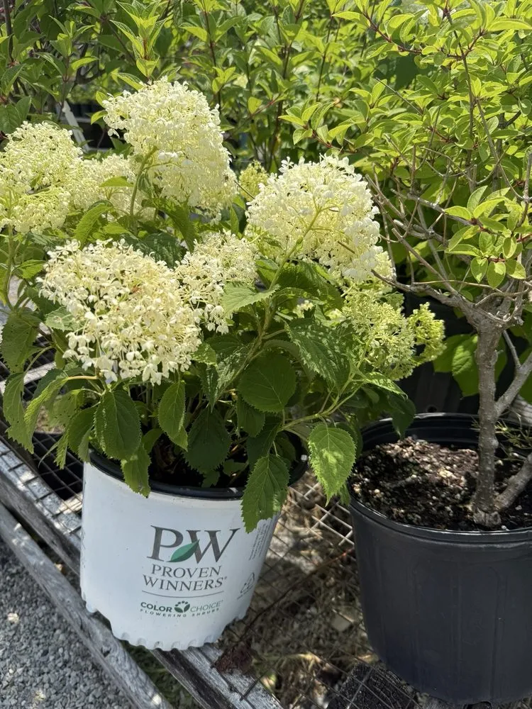 Professional outdoor landscaping experts serving Flora, IL - Bullards Landscape Nursery