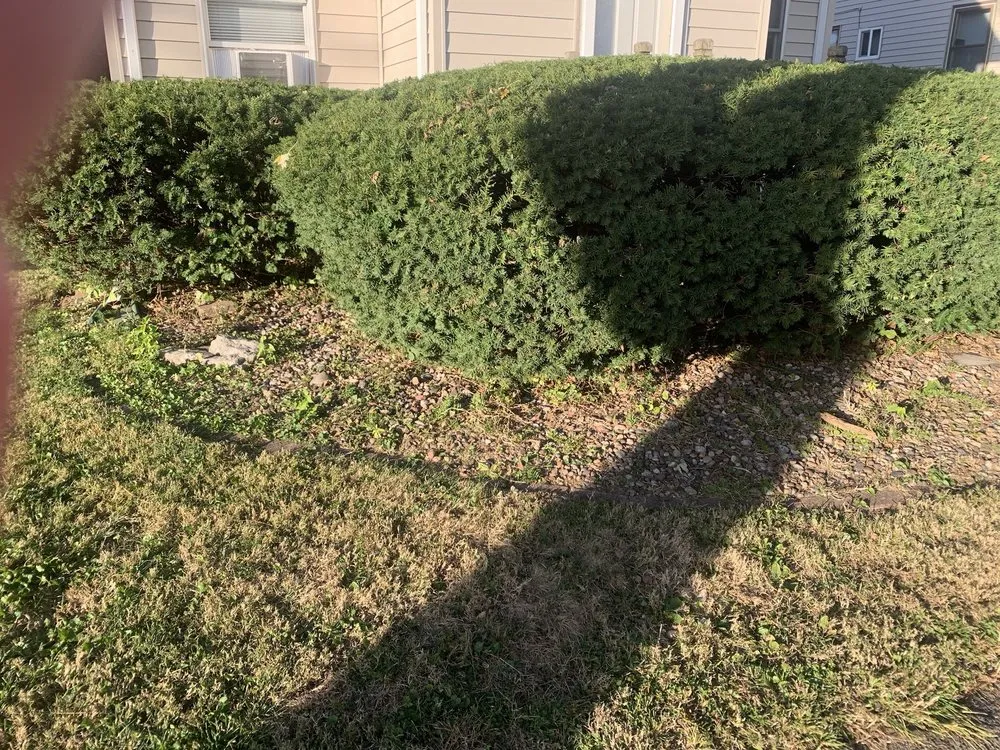 Expert yard maintenance with custom design in Moline, IL by BullDawg Services