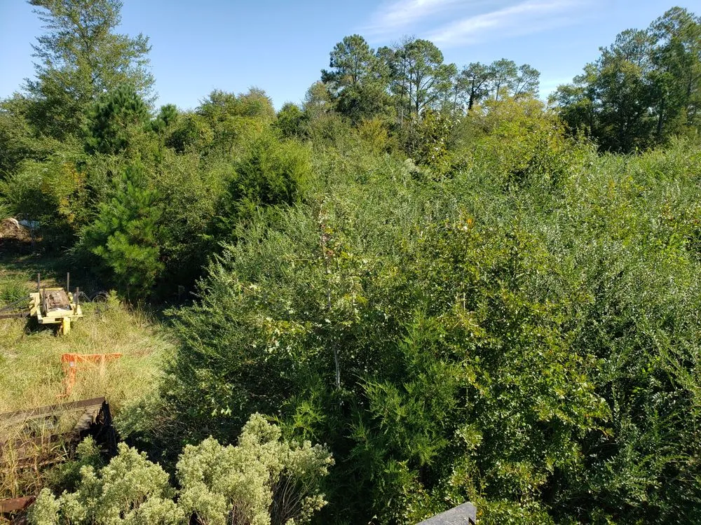 Reliable yard maintenance for year-round maintenance in Columbia, SC by Bulldog Forestry Mulching