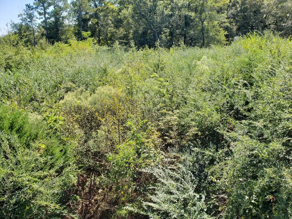 Expert yard cleanup service in Columbia, SC by Bulldog Forestry Mulching