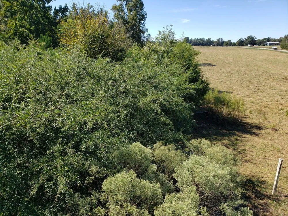 Top-rated landscaping services for outdoor upgrades across Columbia, SC - Bulldog Forestry Mulching