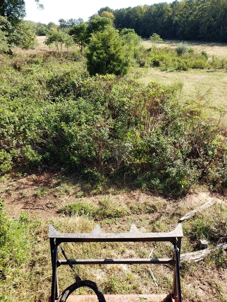 Professional yard cleanup service for residential properties across Columbia, SC - Bulldog Forestry Mulching