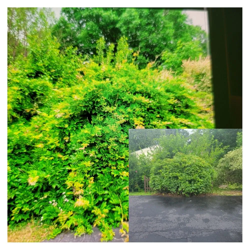 Top-rated yard maintenance in Medina, OH by Bulldog Lawn Care