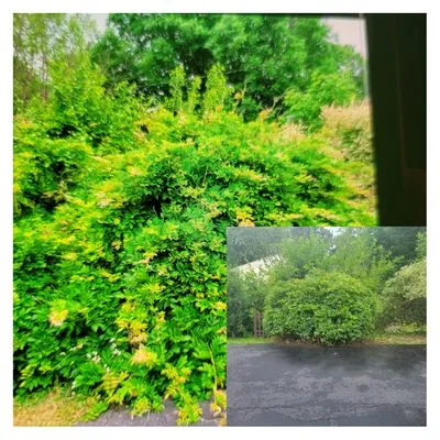 Bulldog Lawn Care Logo