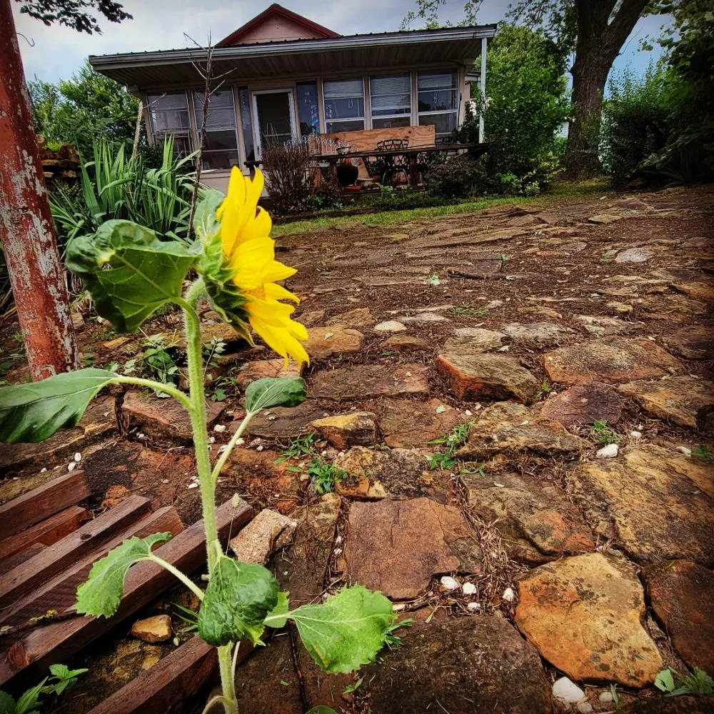 Custom yard maintenance experts serving Caney, KS - Bullpup lawn services