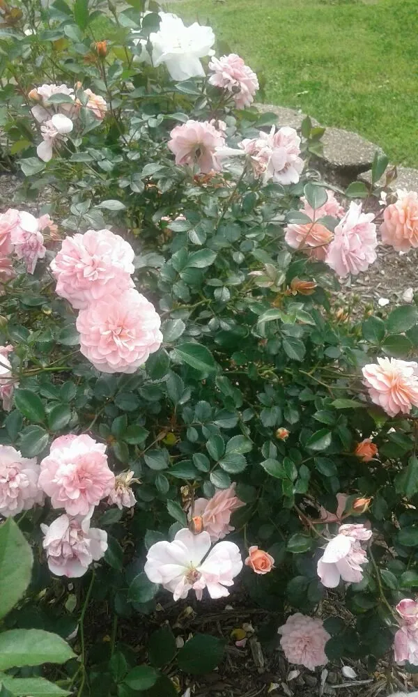 Local landscape design in Hot Springs, AR - Bulls Lawn Care Sevices