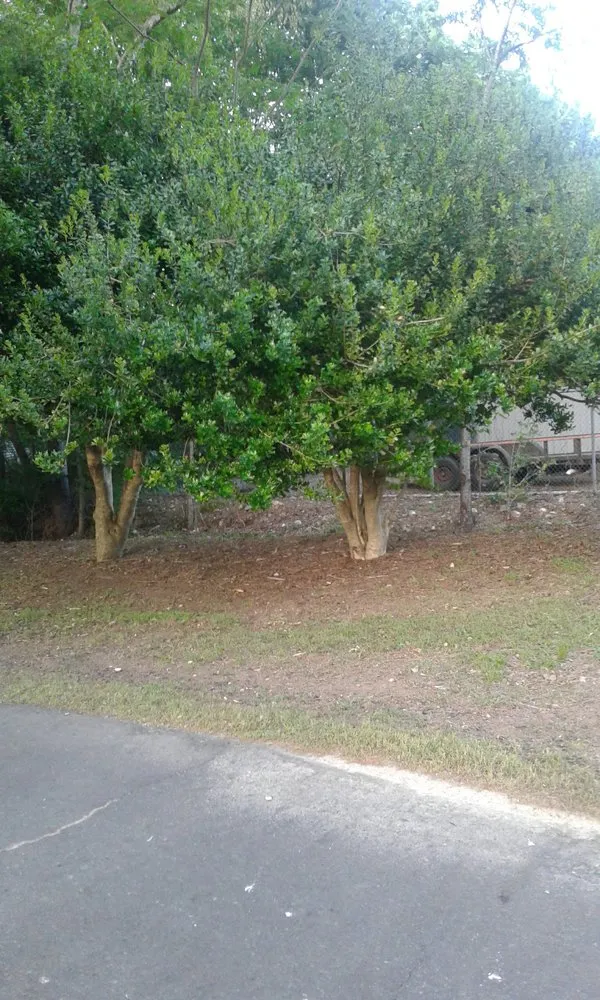 Local yard maintenance near you in Hot Springs, AR by Bulls Lawn Care Sevices