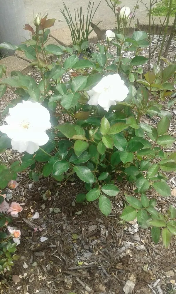 Local lawn mowing service experts serving Hot Springs, AR - Bulls Lawn Care Sevices