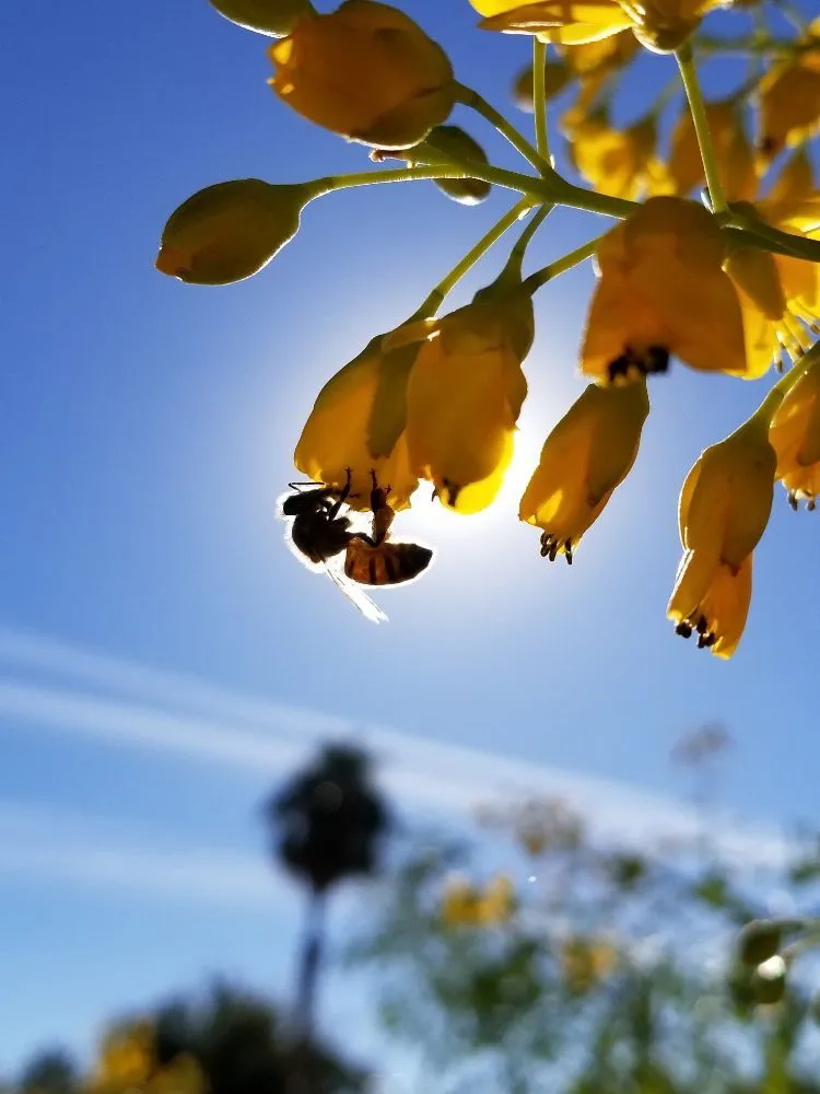 Trusted landscaping services with custom design in Henderson, NV by Bullseye Outdoor Services