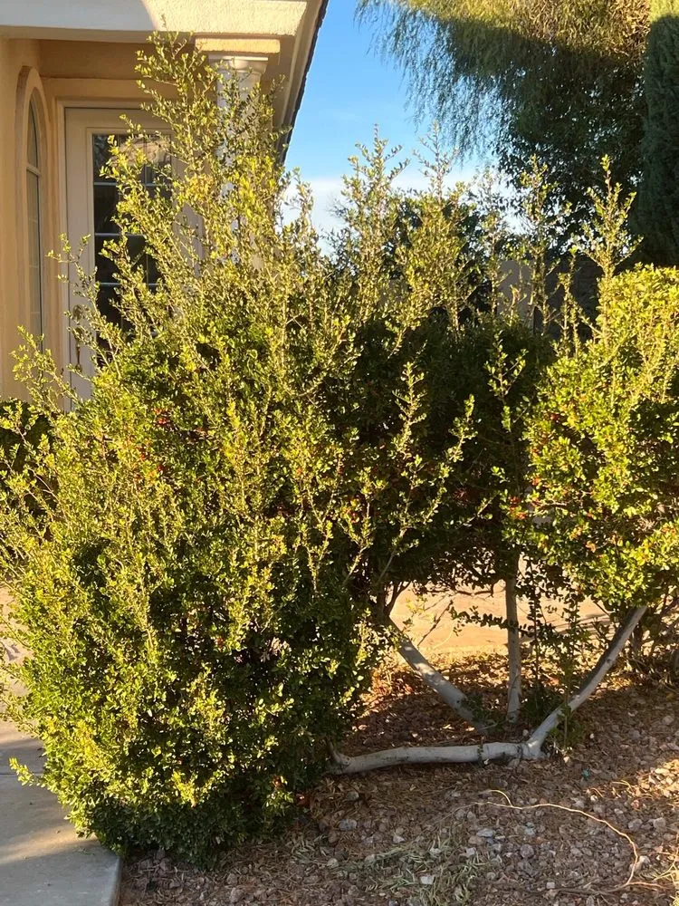 Local lawn care service for year-round maintenance in Henderson, NV by Bullseye Outdoor Services