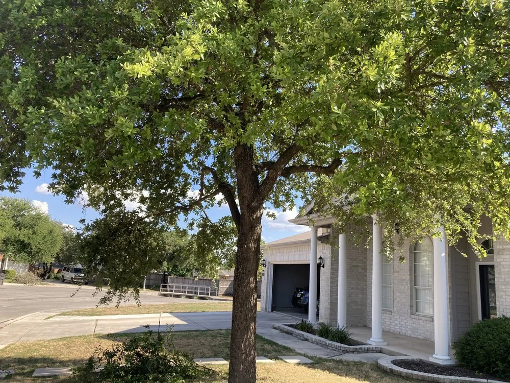 Reliable landscape installation near you in San Antonio, TX by Bumblebee Lawn Service