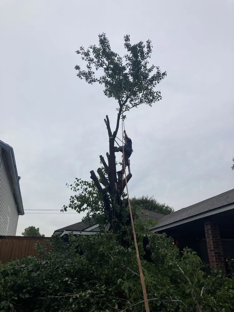 Local yard maintenance for residential properties across San Antonio, TX - Bumblebee Lawn Service