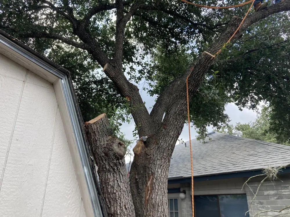 Local yard cleanup service in San Antonio, TX by Bumblebee Lawn Service